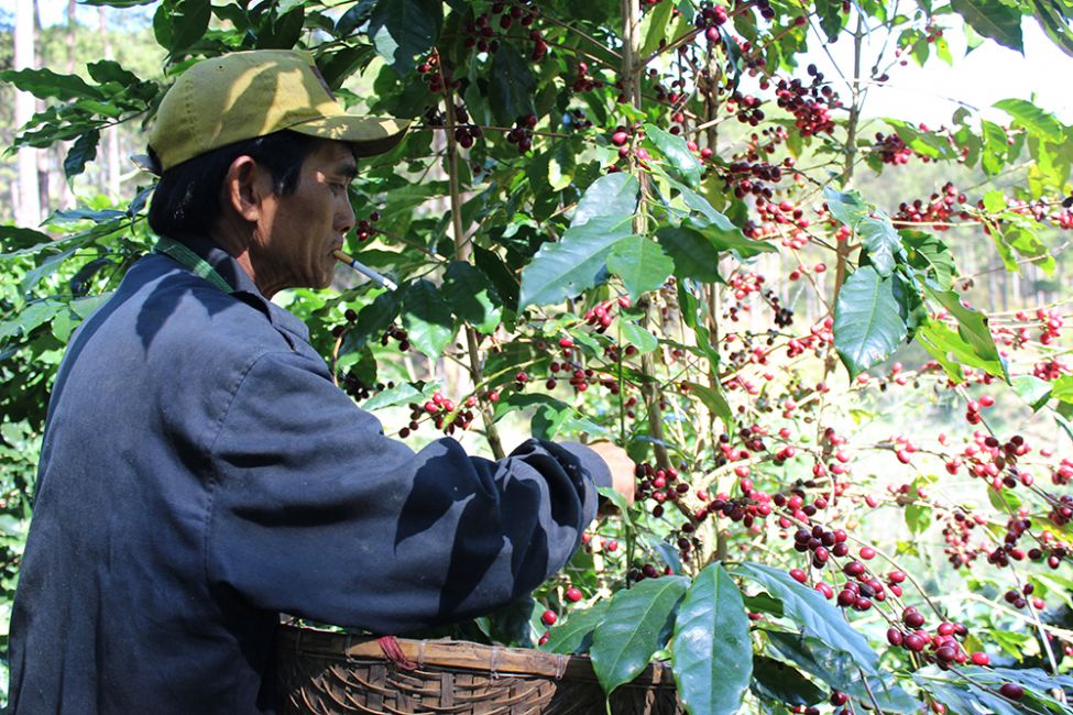 CONTROLLED FERMENTATION: A CRITICAL STEP IN FLAVOUR DEVELOPMENT?