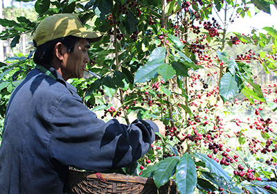 Mùa thu hoạch cà phê